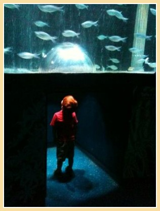 Aquarium 1- with frames.jpg